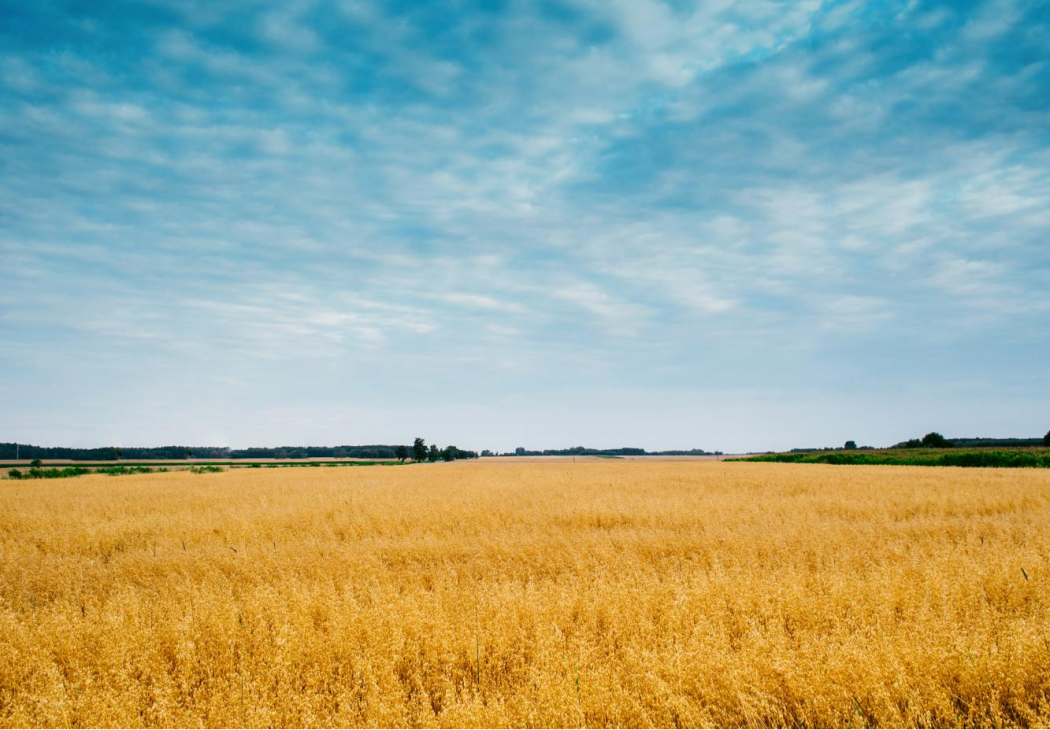 推进乡村振兴、建设农业强国