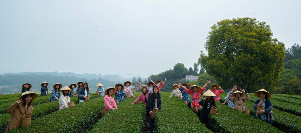 莫负春日好时光，一品山野茶异香